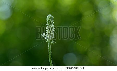 Green Medicinal Herb Plantain Lanceolata (plantago Lanceolata)