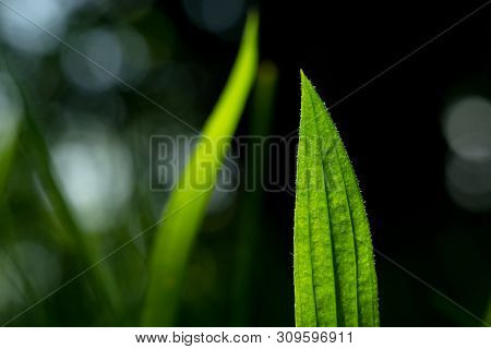 Green Medicinal Herb Plantain Lanceolata (plantago Lanceolata)