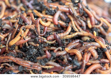 Earthworms (dendrobena Veneta) For Fishing Or Compost