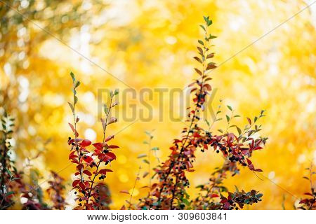 Bearberry Shrub With Autumn Leaves In Sunset Close-up. Fall Multicolor Leaves Of Green Red Colors. B