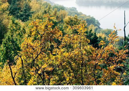 Foliage Of Caragana Arborescens In Sunset. Scenic Autumn Rich Flora In Golden Hour. Colorful Yellow 