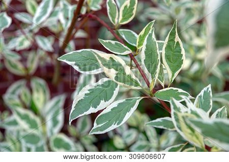 Leaves Of Cornus Controversa Variegata Closeup At Sunny Summer Day