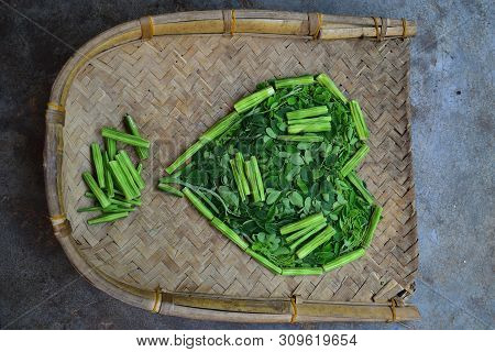 Moringo Tree Leaves And Drumsticks Fruits Of This Plants