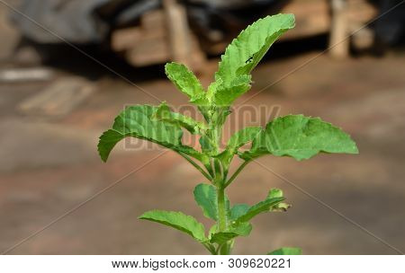 Basil(tulsi) Flowers And Plant In India