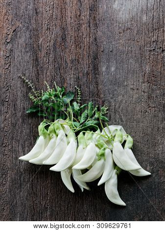 Agasta,sesban, Vegetable Humming Bird,