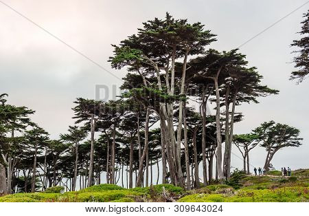 Unidentified People Walk In A Cypress Tree Grove.  Lands End, San Francisco, California, July 2015.