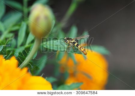 Close-up Of Striped Hoverfly Sphaerophoria Scripta Sits On A Green Leaf Of The Tagetis Plant In The 