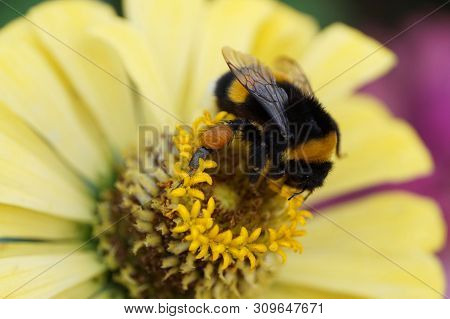 Macro Bumblebee Bombus Lucorum With Honey On The Legs Collecting Nectar And Pollen On A Yellow Flowe