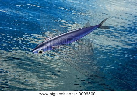 Atlantik FLYINGFISH