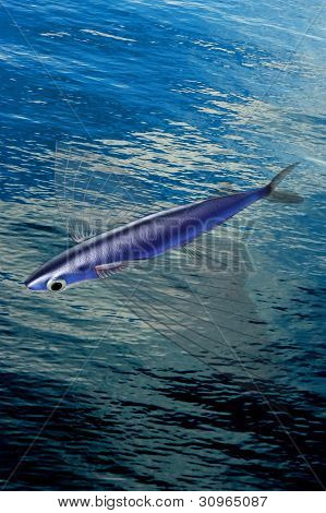 Atlantik FLYINGFISH