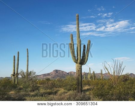 Morning Shot Of Cactus And Puerto Blanco Mnts Ajo, Az