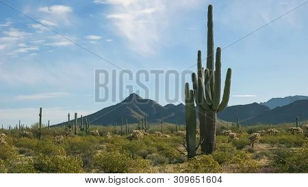 Morning Shot Of Saguaro Cactus And The Ajo Mnts At The Organ Pipe Cactus National Monument Near Ajo 