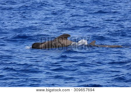 Short-finned Pilot Whale (globicephala Macrorhynchus) In The Atlantic Ocean. Canary Islands. Spain
