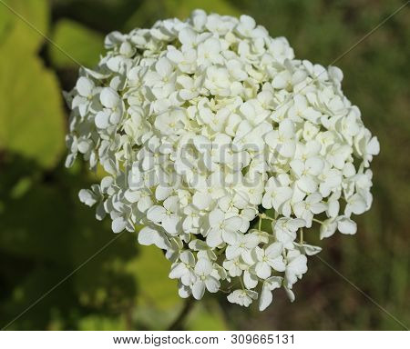 Hydrangea Arborescens, Commonly Known As Smooth Hydrangea, Wild Hydrangea, Or Sevenbark