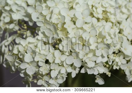 Hydrangea Arborescens, Commonly Known As Smooth Hydrangea, Wild Hydrangea, Or Sevenbark