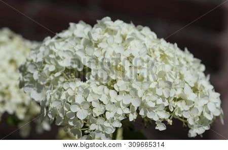 Hydrangea Arborescens, Commonly Known As Smooth Hydrangea, Wild Hydrangea, Or Sevenbark