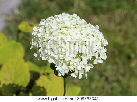 Hydrangea Arborescens, Commonly Known As Smooth Hydrangea, Wild Hydrangea, Or Sevenbark