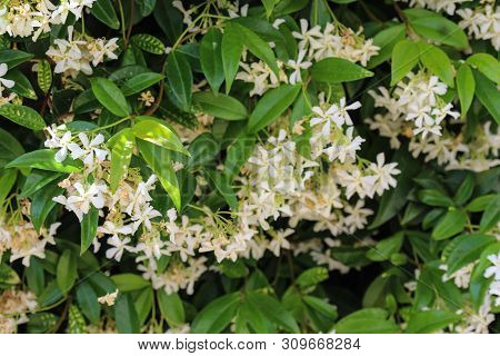 Trachelospermum Jasminoides, Common Names Include Confederate Jasmine, Southern Jasmine, Star Jasmin