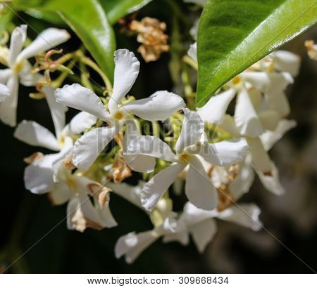 Trachelospermum Jasminoides, Common Names Include Confederate Jasmine, Southern Jasmine, Star Jasmin