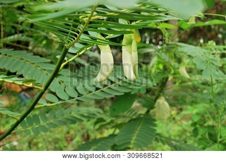 Agasta Helping To Prevent And Inhibit Cancer