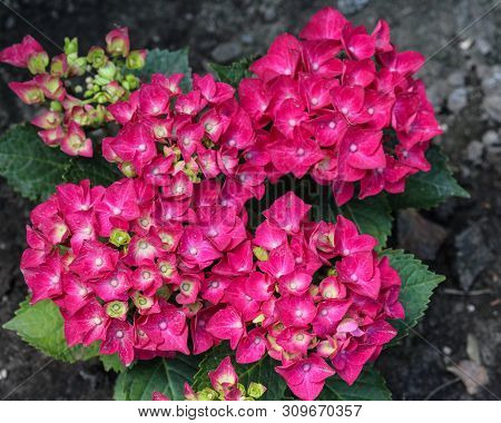 Mopheads Hydrangea (hydrangea Macrophylla) Blooming, Common Names Include Common Names Include Bigle