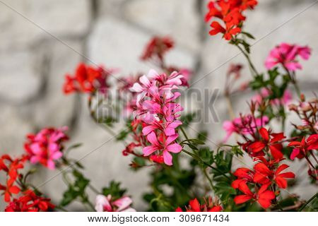 Red Geranium ( Pelargonium) Flowers Blooming In A Garden