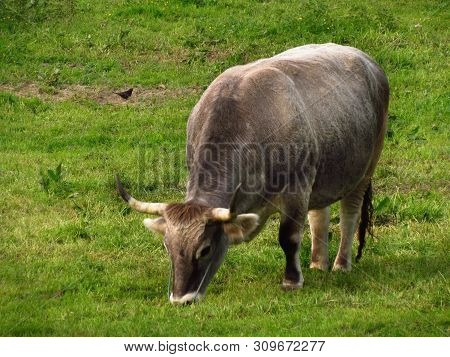 Cow On Hare Krishna Farm, Indian Breed On The Pasture