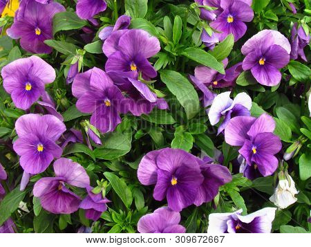 Pansy, Botany Name Viola Wittrockiana, Family Violaceae