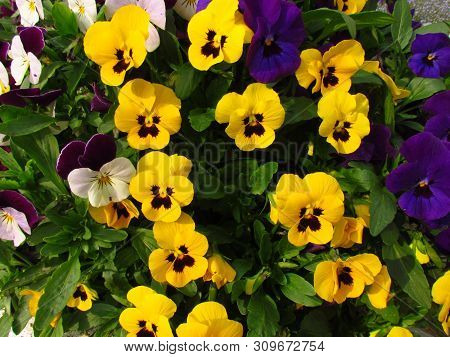 Pansy, Botany Name Viola Wittrockiana, Family Violaceae