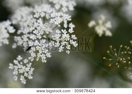 Macro Photo Of Greater Burnet-saxifrage, Pimpinella Major.