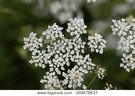 Macro Photo Of Greater Burnet-saxifrage, Pimpinella Major.