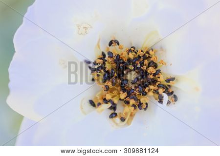 Rose Flower Infested  With Common Pollen Beetle, Brassicogethes Aeneus