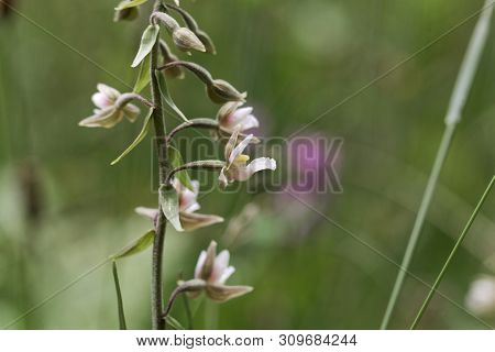 Flowers Of A Marsh Helleborine, Epipactis Palustris