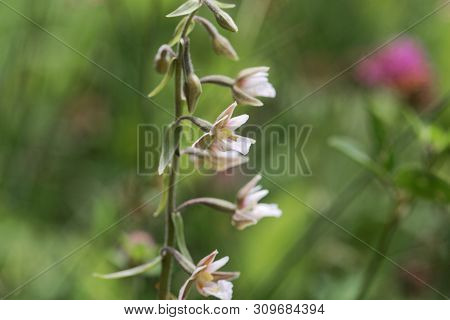 Flowers Of A Marsh Helleborine, Epipactis Palustris
