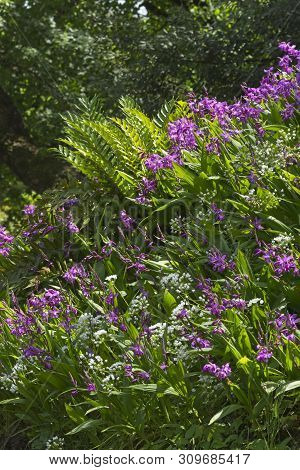 Garden View Of Chinese Pink Orchids, Bletilla Striata.