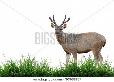 Sambar deer med grönt gräs isolerade