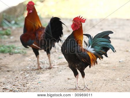 Thai Chicken colorful