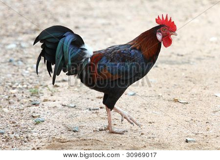 Thai Chicken colorful