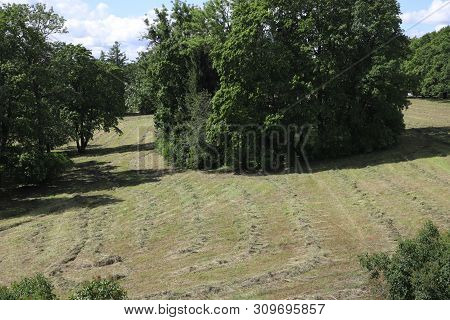 Field With Mown Grass In The Forest, Park. A View Of A Farming Field With A Freshly Mown Grass Now L