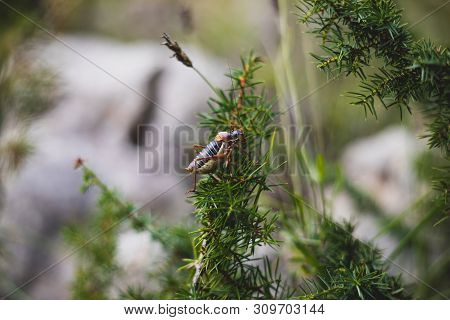 Big Dark Grasshopper On Bush Branch With Blurred Background