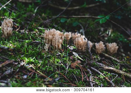 A Lot Of Small Mushrooms Near Tree Trunk