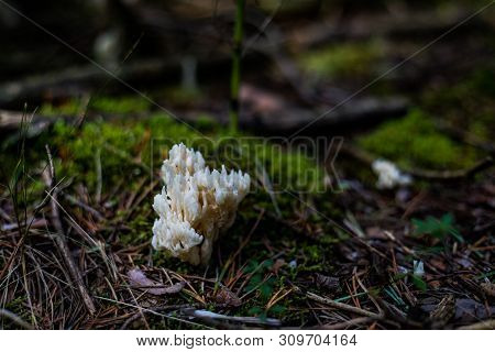 Closeup Of Group Of White Coral Mushrooms On The Shade In The Forest