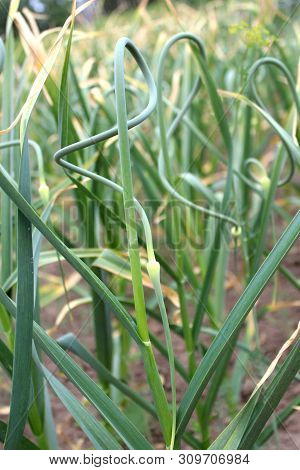 Gardening: Winter Garlic In The Stage Of Budding, Flowering. Stems Of Winter Garlic, Twisted In A Sp