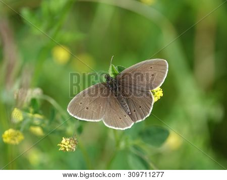 Ringlet Butterfly (aphantopus Hyperantus) Amongst Summer Wild Flowers