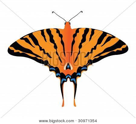 Kelebek, swallowtail