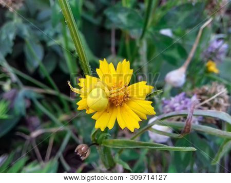 Closeup Of A Yellow Crab Spider On A Yellow Flower. An Example Of Mimicry In Nature