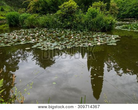 Water Lilly Background. Water Lilly With Green Leaves In Pond. Link Blossom.summer Background.