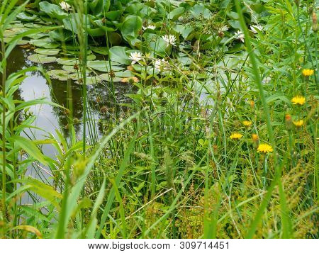 Pond Landscape With Reflecting Water And Water Lillys