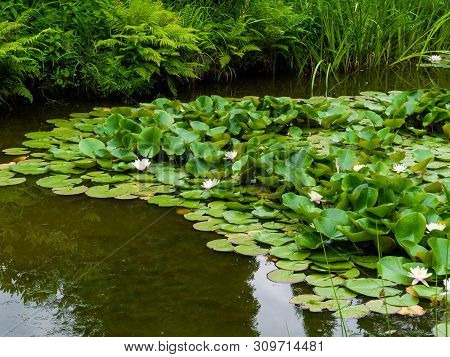 Pond Landscape With Reflecting Water And Water Lillys