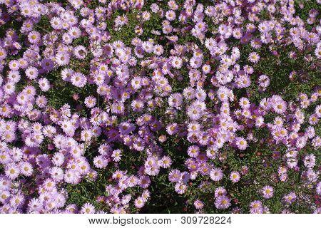 Aster Dumosus With Lots Of Pink Flowers In October